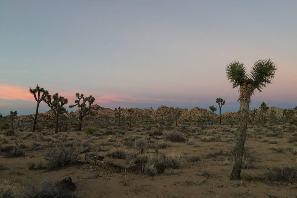 joshua tree at sunset
