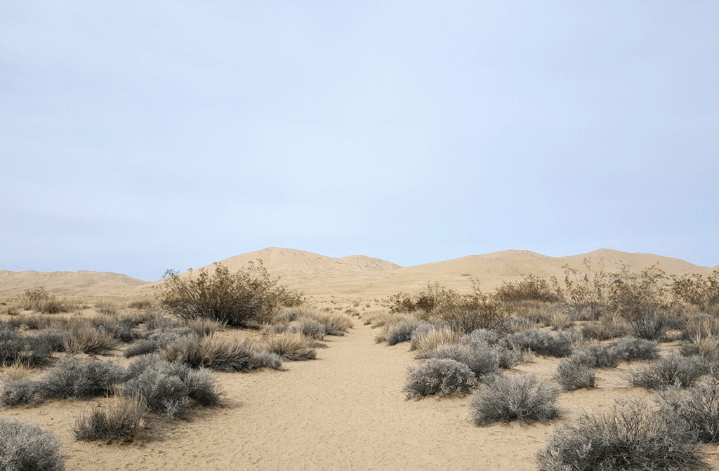 desert scrubland at kelso dunes in california