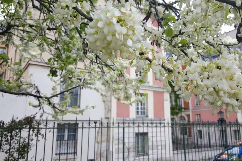 square léopold achille shown in springtime