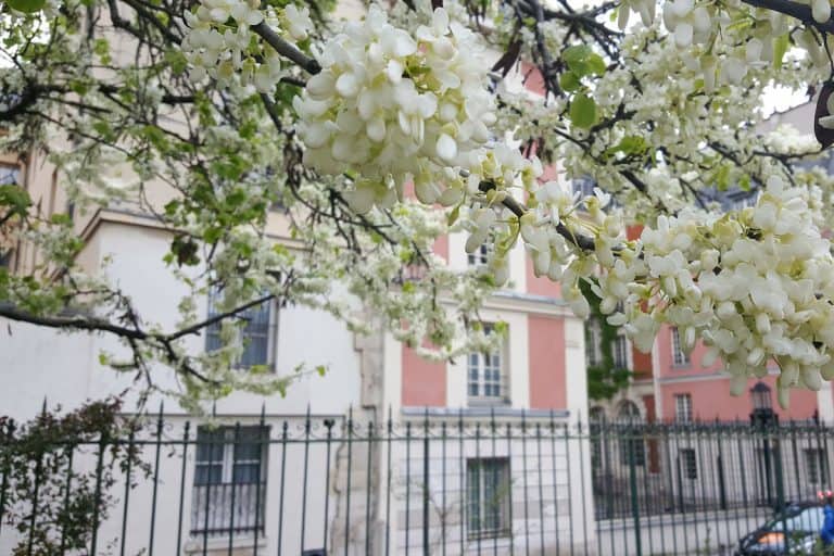 square léopold achille shown in springtime