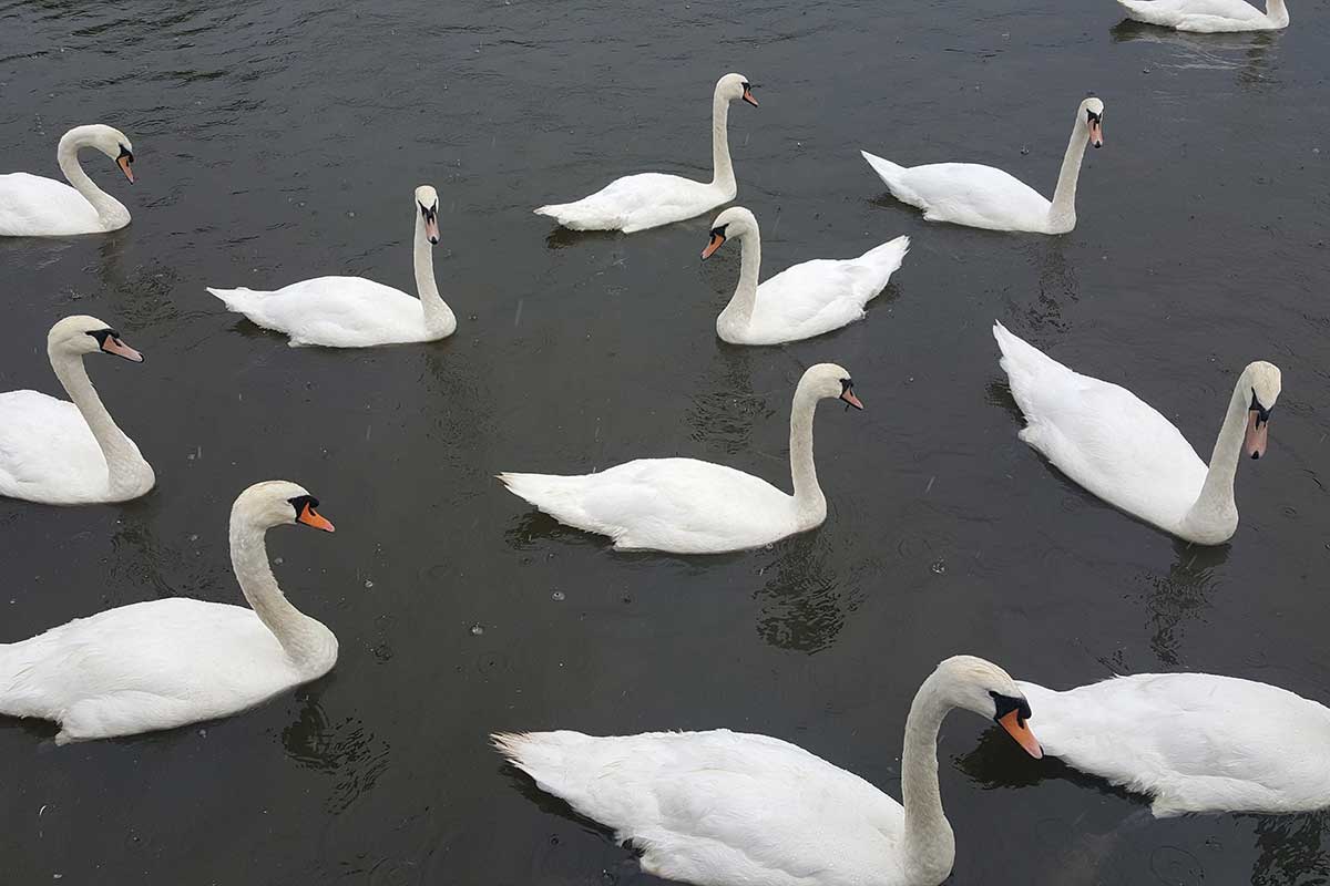 swans seen swimming on the thames