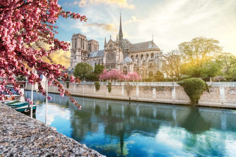 a view of notre dame in springtime with blooming cherry trees