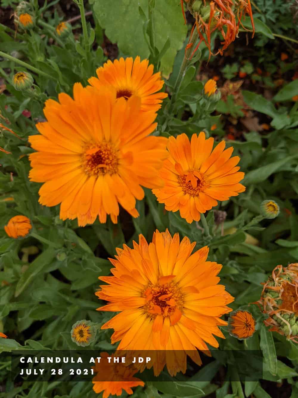 calendula