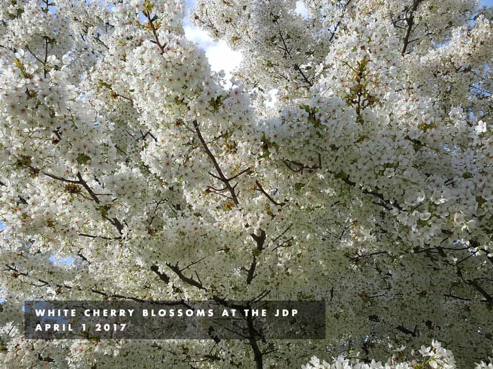 white cherry blossoms