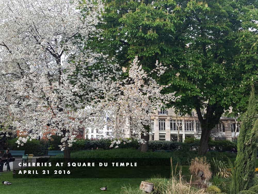 cherries square du temple
