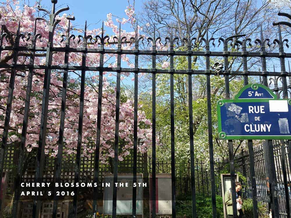 cherry blossoms in the 5th