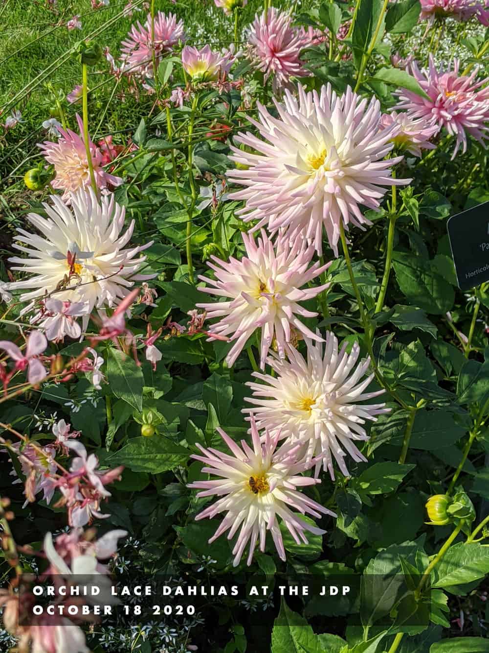 orchid lace dahlias