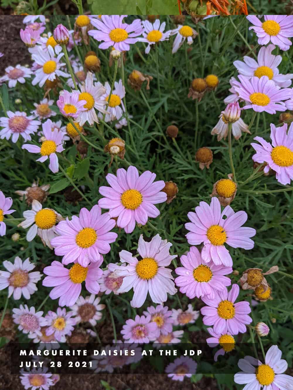 marguerite daisies