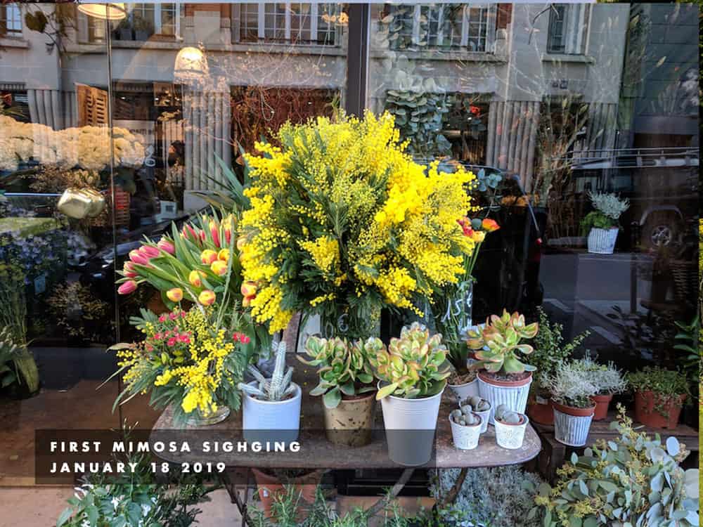 first mimosa in paris