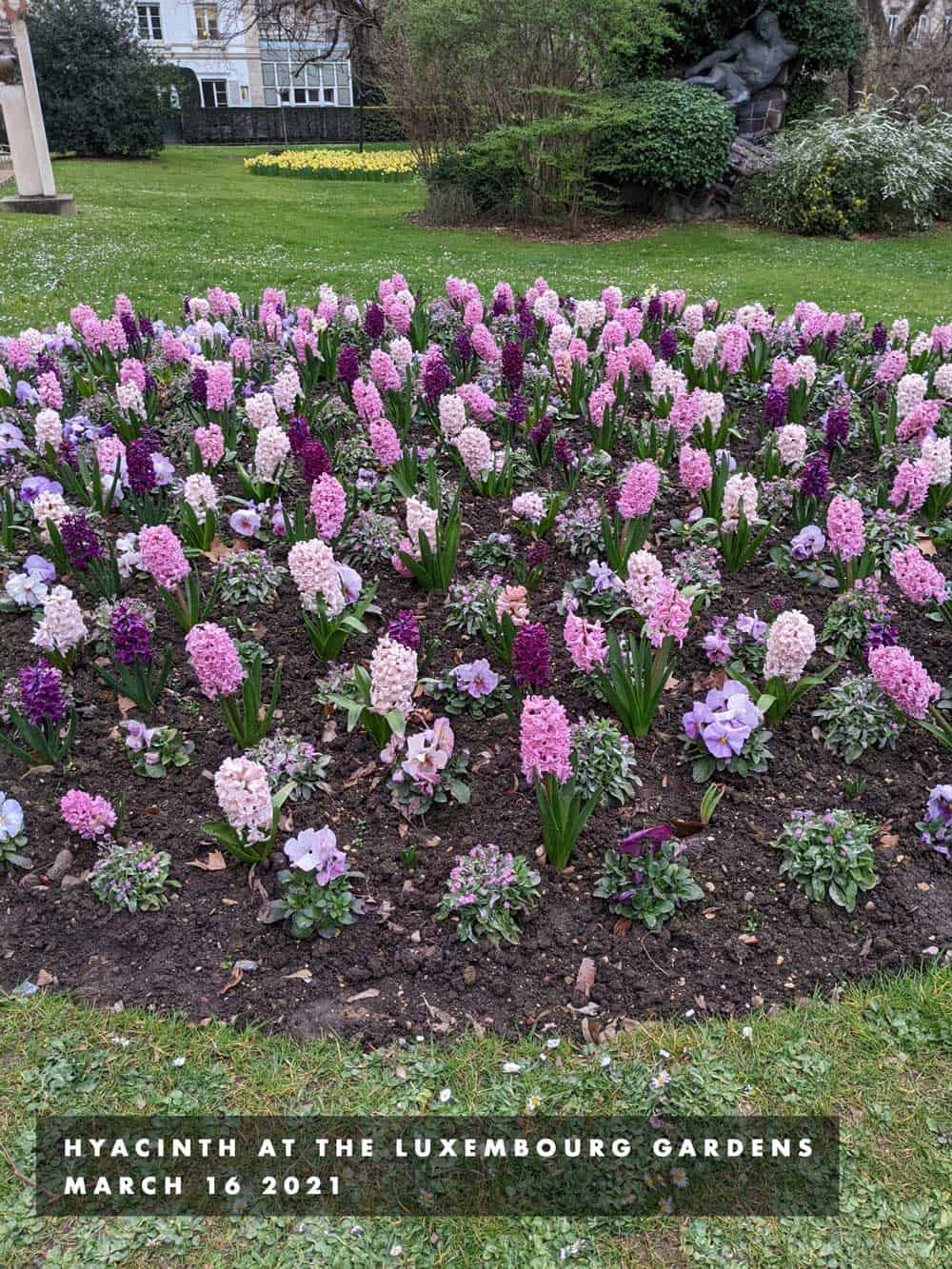 hyacinths in paris