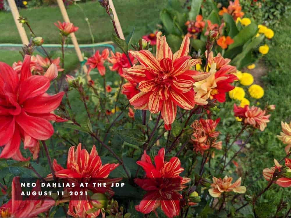 neo dahlias