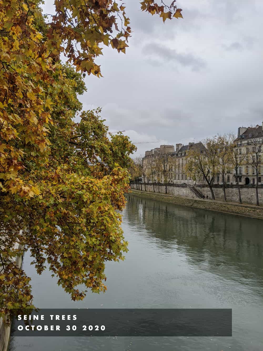 seine trees