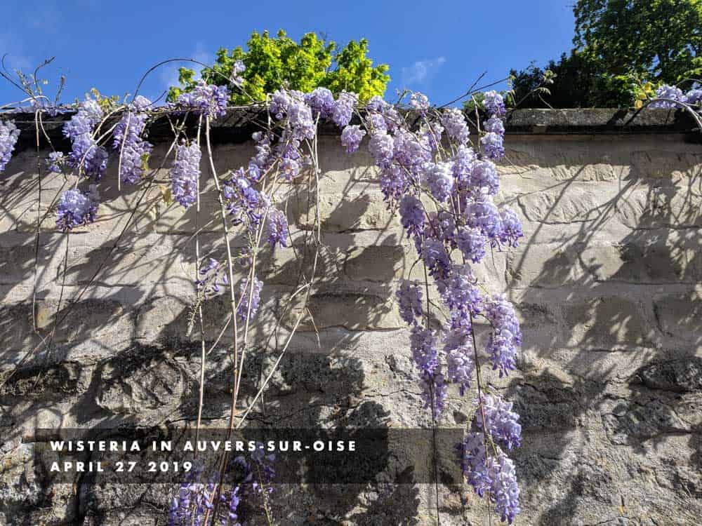 wisteria