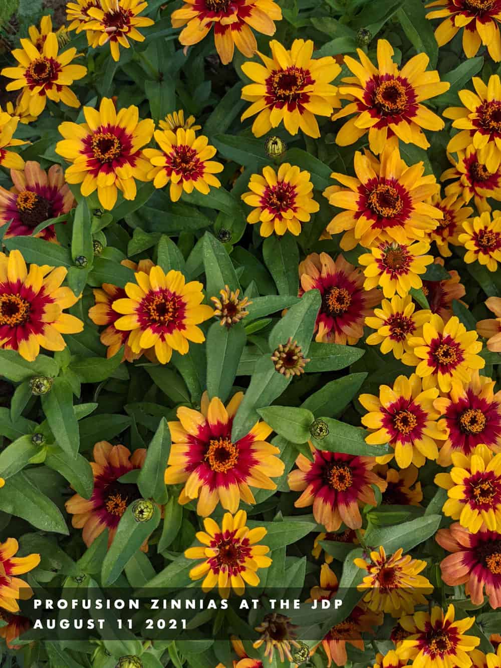 zinnias 