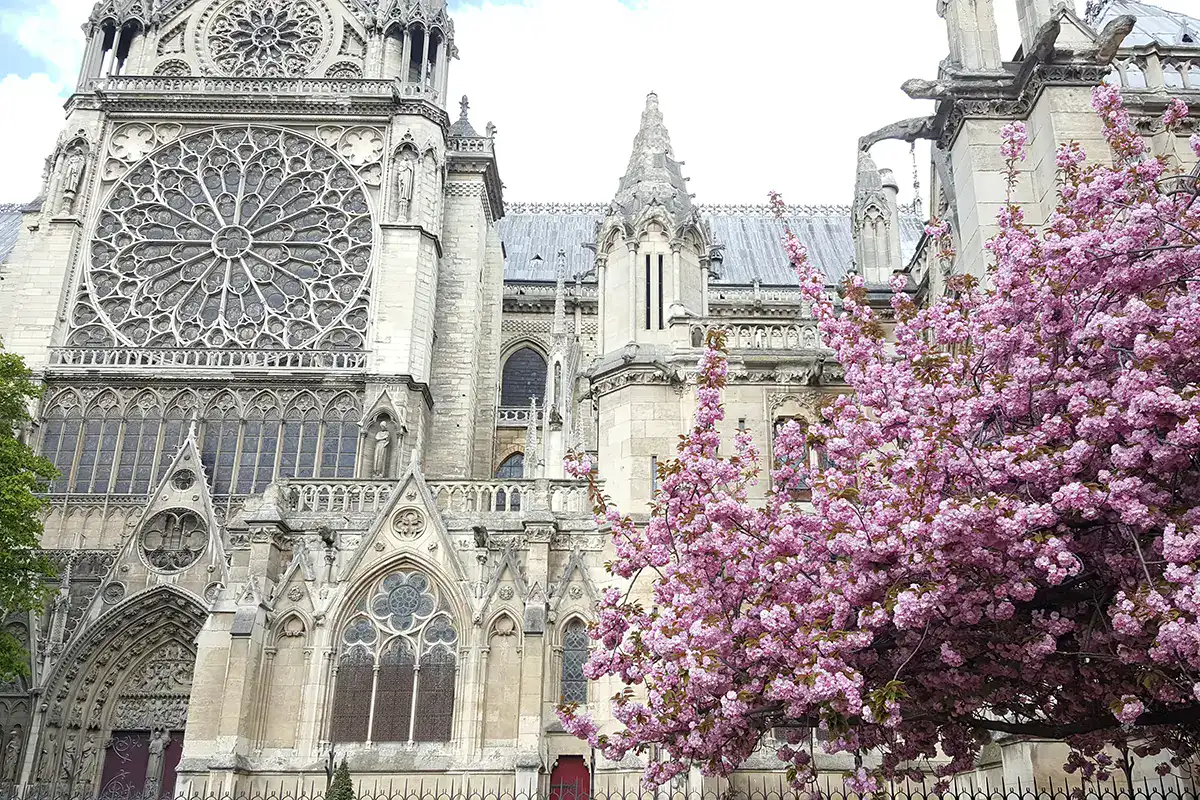 cherry blossoms in paris