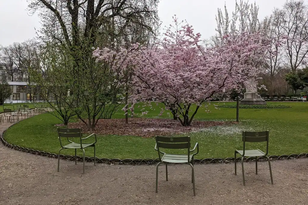 cherry tree in jardin du luxembourg