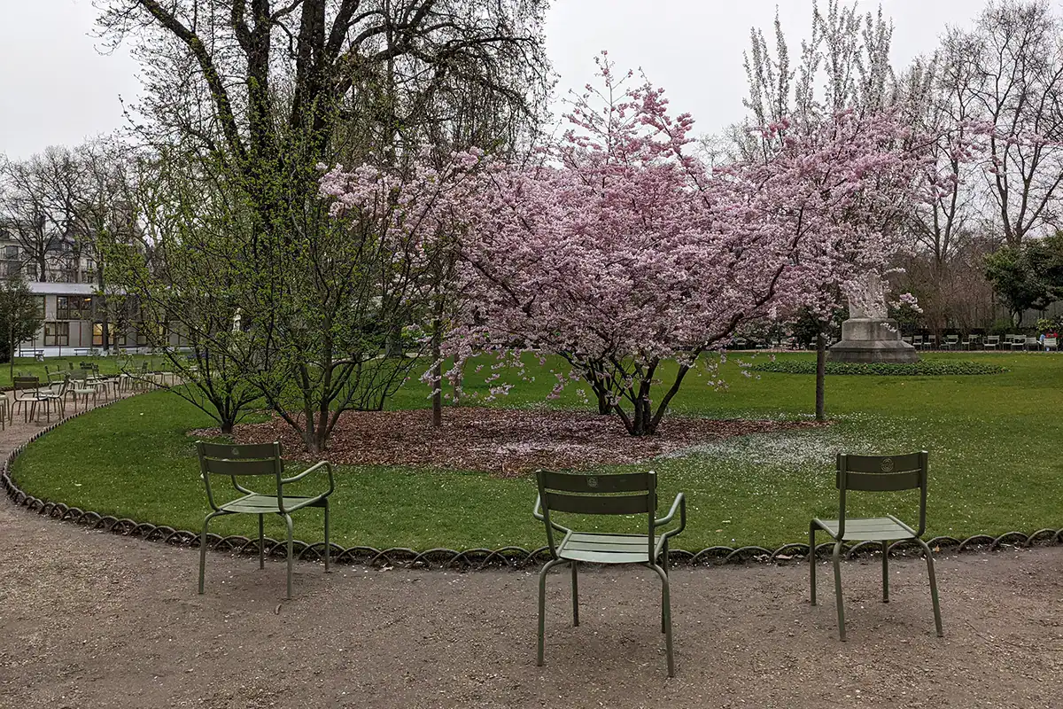 cherry tree in jardin du luxembourg