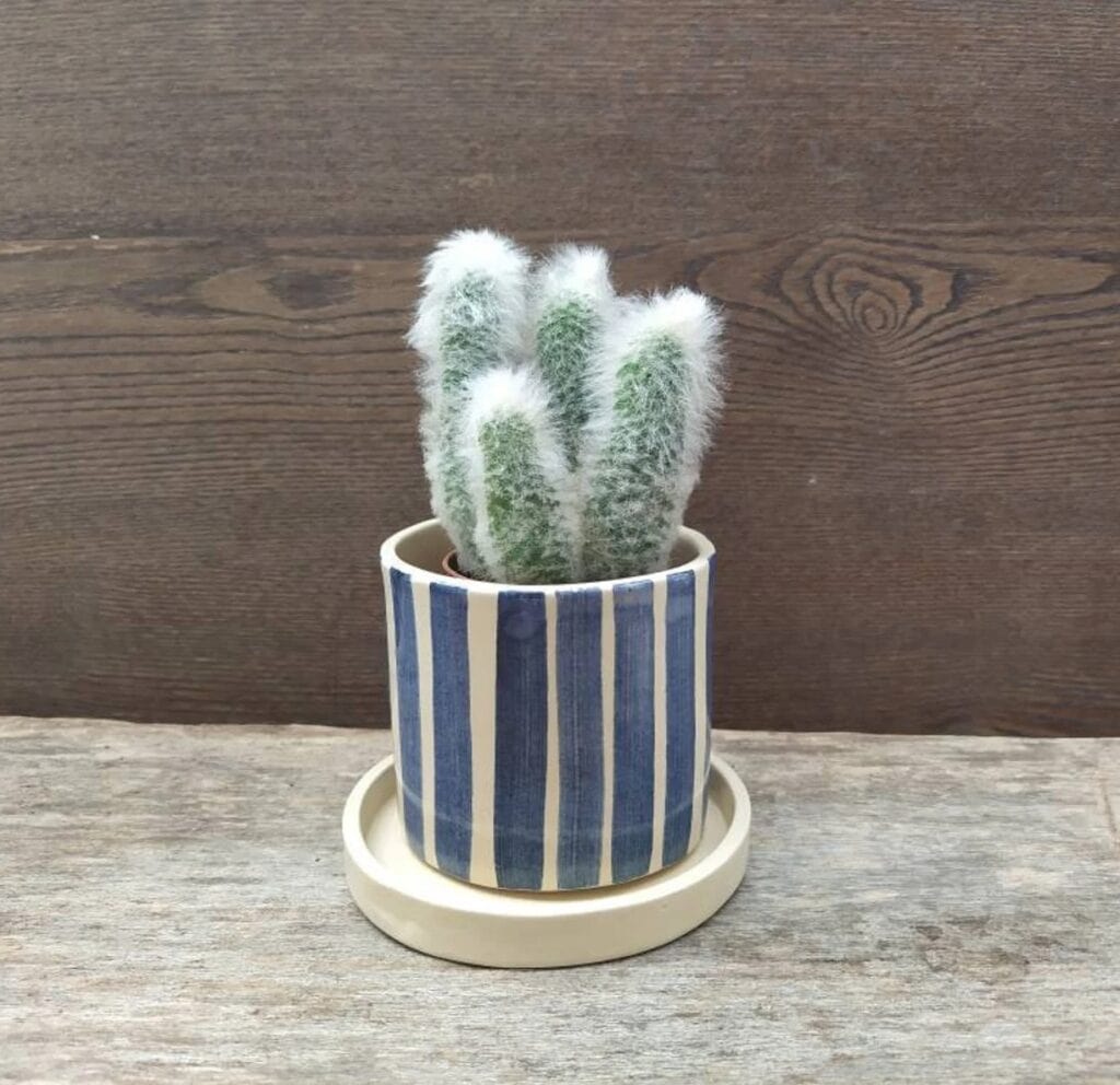 blue and white ceramic planter