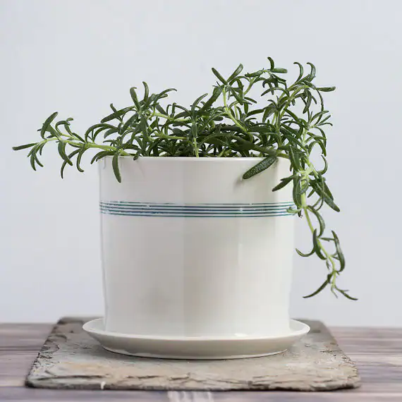 blue and white ceramic planter